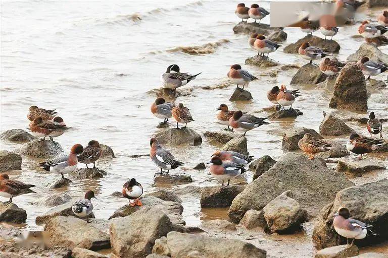 “護鳥心切”超暖心！深圳各大海濱公園為候鳥關燈引網友點贊（圖說：越冬的候鳥在深圳灣公園棲息）.jpeg